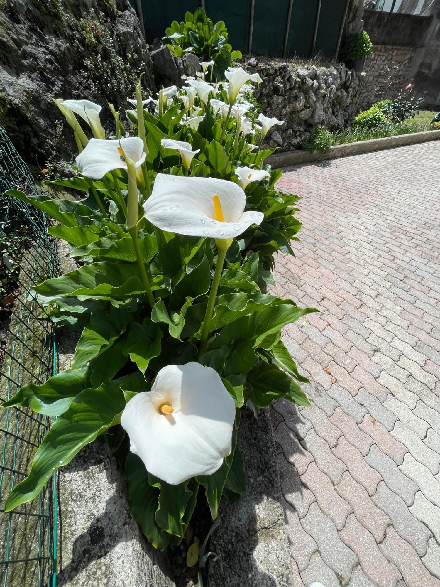 Le Calle Holiday Apartments Torbole Sul Garda Exteriör bild